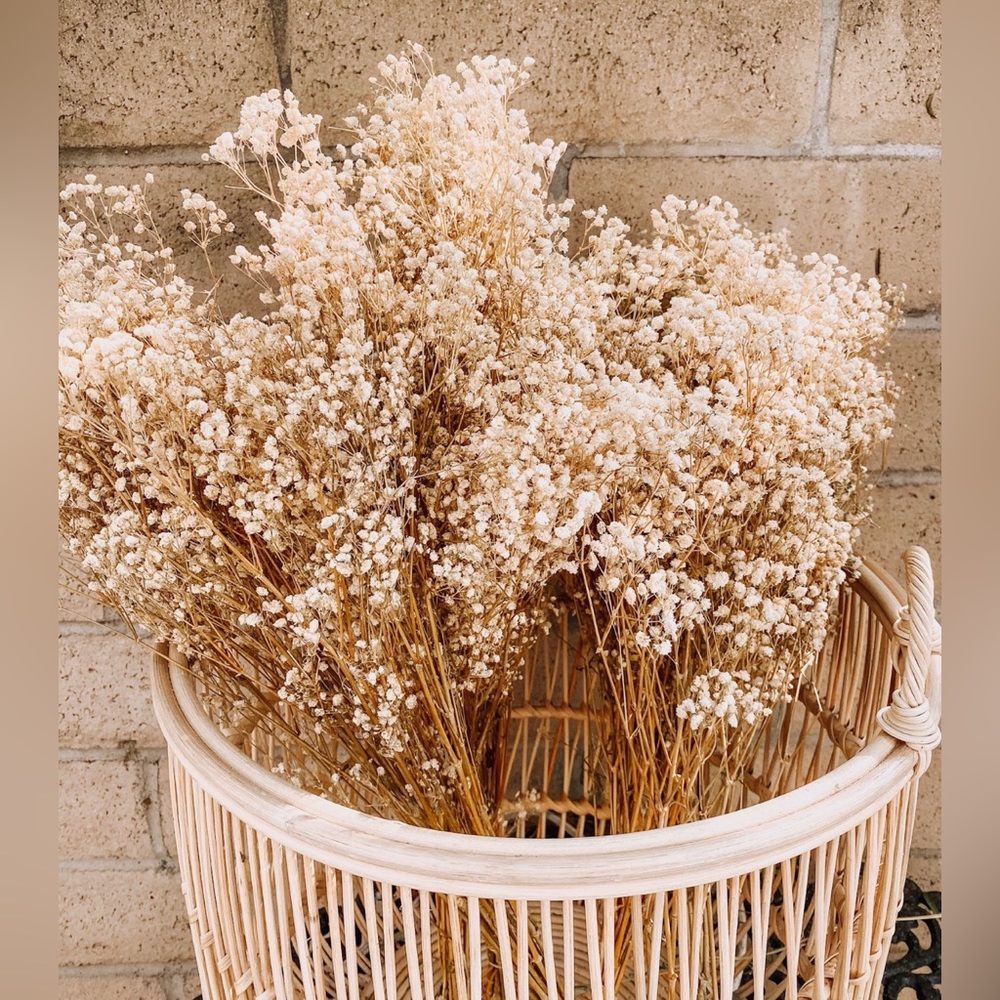 Dried Flower Baby’s Breathe